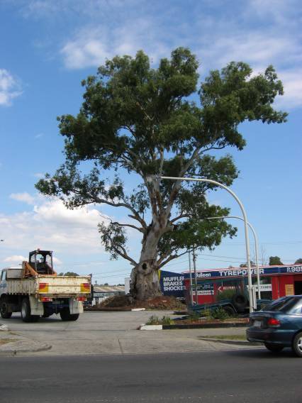 22358 River Red Gum - Cnr. Bridge Street & Manningham Road, Bulleen (2)