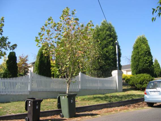 22962 House - 8 Monckton Road, Templestowe (3)