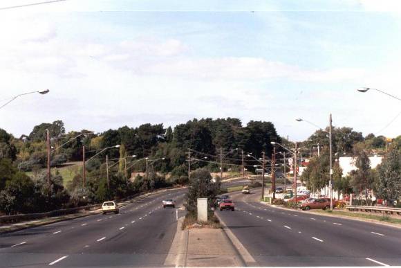 22356 Pine & Cypress Trees - Bridge Street, Bulleen (2)
