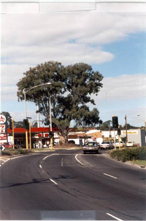 22358 River Red Gum - Cnr. Bridge Street & Manningham Road, Bulleen (3)