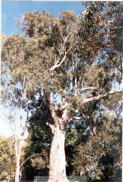 22372 River Red Gum Canoe Tree at Heide II - 7 Templestowe Road, Bulleen
