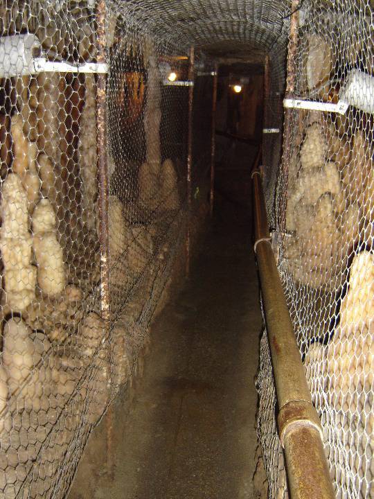 Typical netting inside caves.  May 2007.