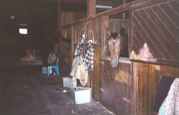 30 Booran Rd Caulfield, August 1994