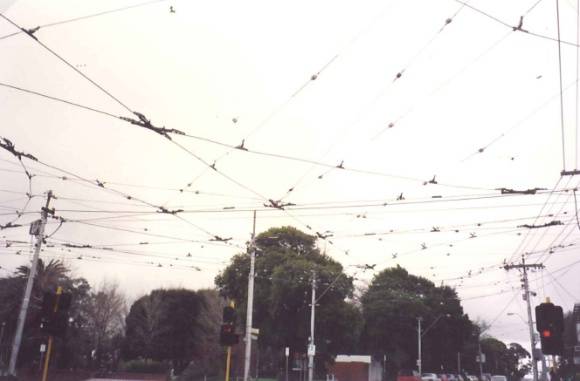 Tramway Crossing Balaclava and Hawthorn Roads