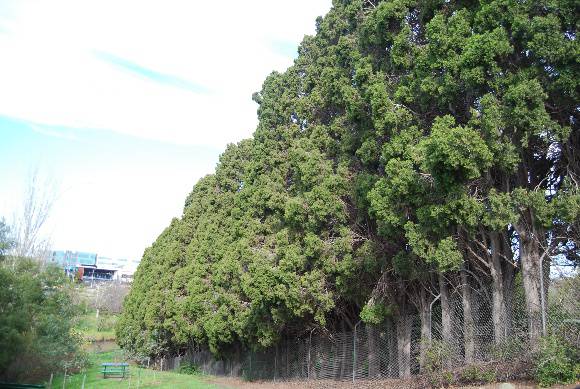 2976 Tay Creggan 30 Yarra Street Hawthorn Border Plantings 31