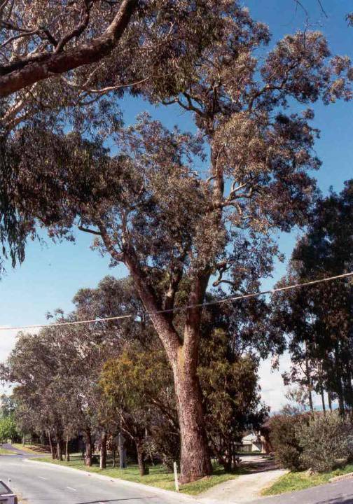 22740 Red Box Tree - 4Dudley Road, Wonga Park