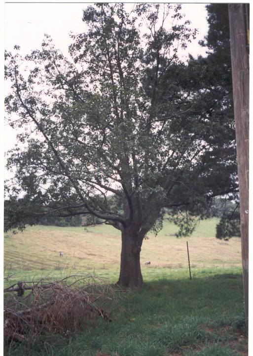 22742 Kurrajong Tree Allen Property - Dudley Road, Wonga Park