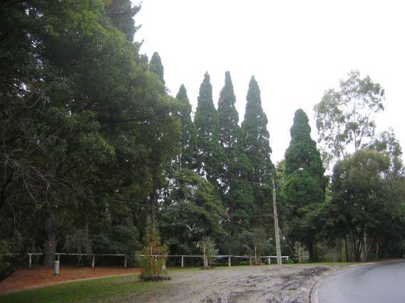 47085 Trees - Old Warrandyte Road, Donvale
