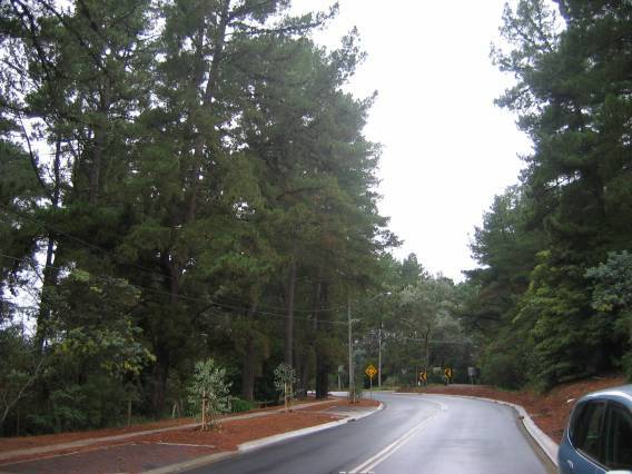 47085 Trees - Old Warrandyte Road (looking north) 