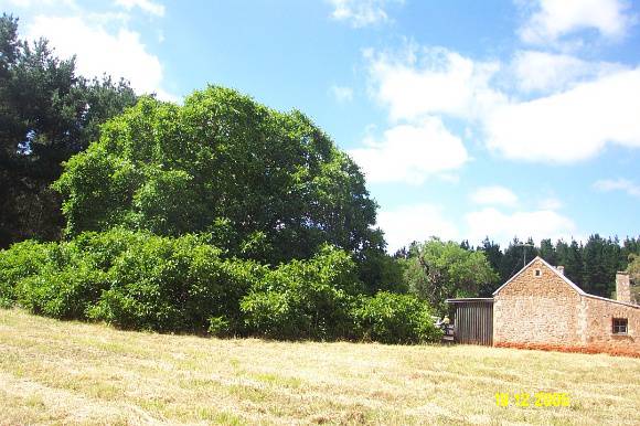 52901 Walnut   Park Hill Cottage Strathdownie  069
