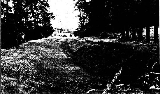 2 - Maroondah Aqueduct Kangaroo Ground Eltham N15 - of Eltham Heritage Study 1992 - Section of Aqueduct at Research that has been removed/filled in and replaced by a pipeline. A tunnel began/begins here. The surviving radiata pine tree plantings