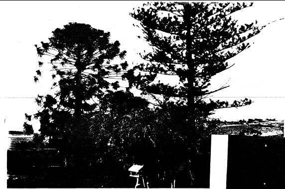 65 - Kangaroo Ground General Store Post Office Pines_06 - Shire of Eltham Heritage Study 1992