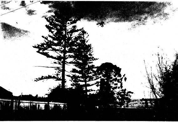 65 - Kangaroo Ground General Store Post Office Pines_12 - Shire of Eltham Heritage Study 1992