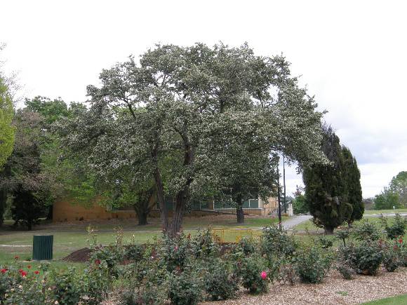 Azarole tree