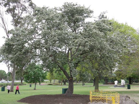 1_Azarole tree replanted in Victory Park