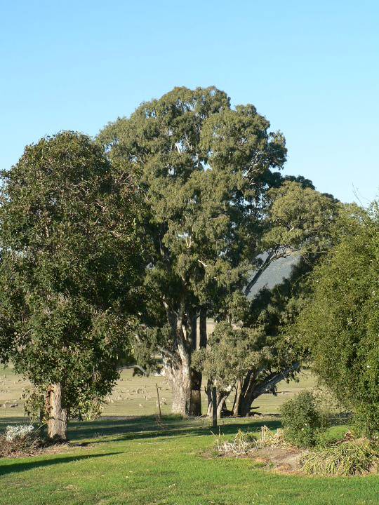 23406 Barra Head Homestead Mirranatwa  remnant trees 867