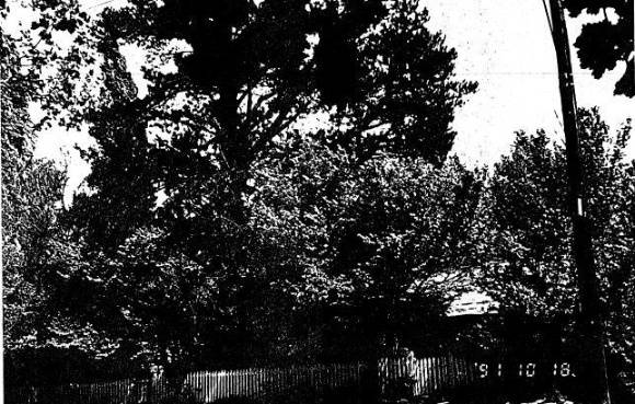 195 - Jarrold Cottage Shop Studio 701 Main Rd 02 - Shire of Eltham Heritage Study 1992