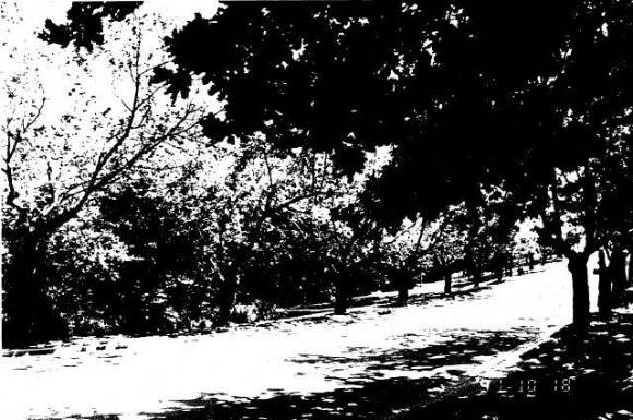 196 - Plane Tree Ave of Honour Main Rd Eltham - Shire of Eltham Heritage Study 1992
