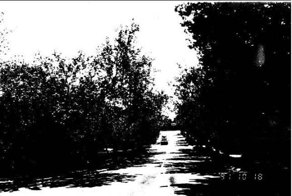 196 - Plane Tree Ave of Honour Main Rd Eltham 02 - Shire of Eltham Heritage Study 1992