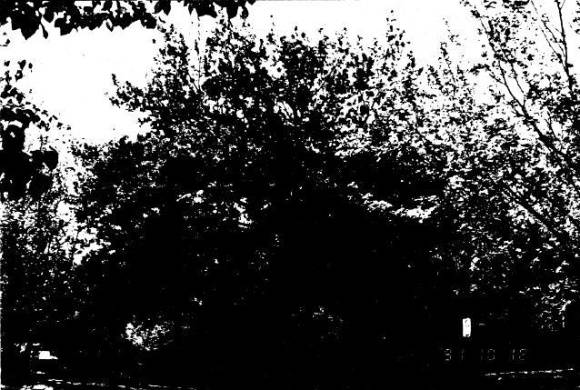 196 - Plane Tree Ave of Honour Main Rd Eltham 04 - Shire of Eltham Heritage Study 1992
