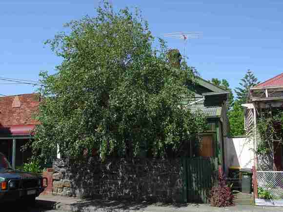 cremorne chestnut street cremorne chestnut street 23