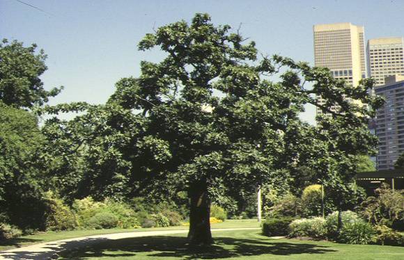 1 federal oak parliament house gardens melbourne front view