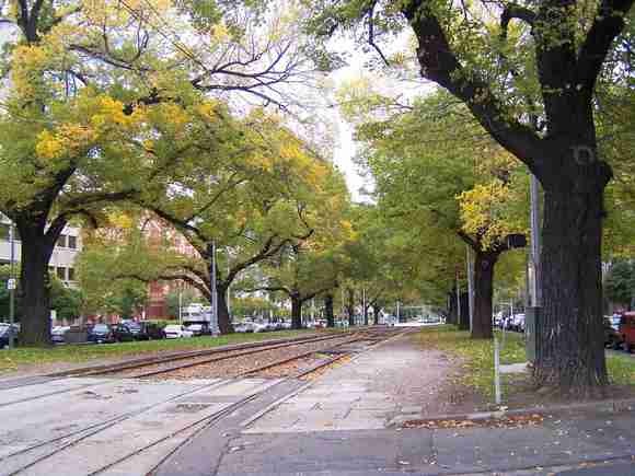 Victoria Parade Street Trees