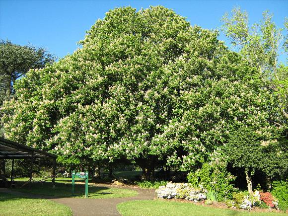 Horse chestnut and garden beds_ Daylesford Botanic Gardens_ 01/09/08_ WD