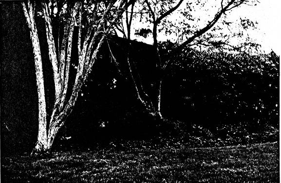 224 - Coller House 185 Mount Pleasant Rd Eltham 02 - Shire of Eltham Heritage Study 1992