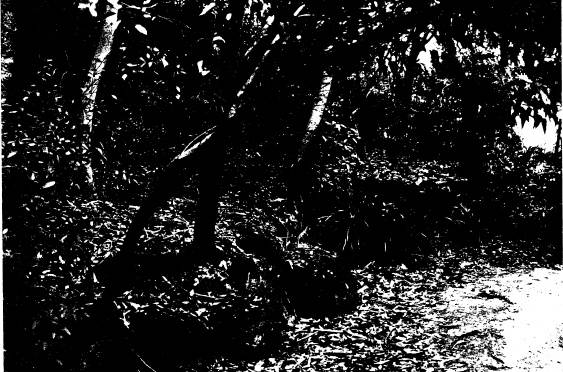 250 - Gordon Ford Property and Garden Eltham 09 - Shire of Eltham Heritage Study 1992