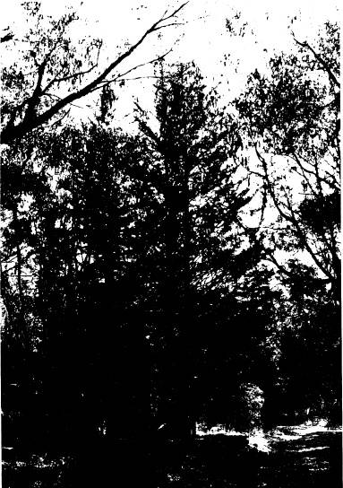 263 - Queenstown Cemetery 03 - Shire of Eltham Heritage Study 1992