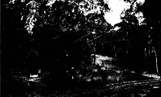 263 - Queenstown Cemetery 07 - Shire of Eltham Heritage Study 1992
