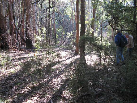 Stringybark Creek site
