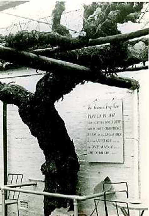 B2302 Grape Vine @ Grape Vine Hotel Chiltern