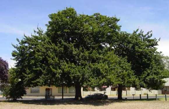 T12064 Quercus robur 