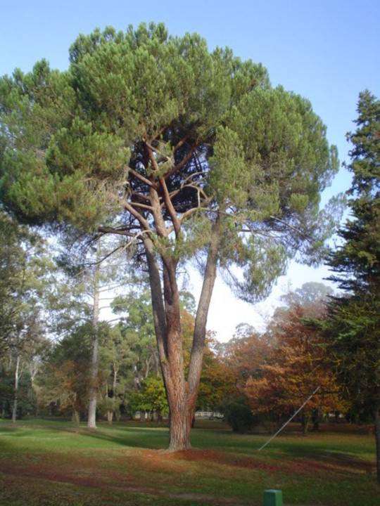 T11455 Pinus torreyana