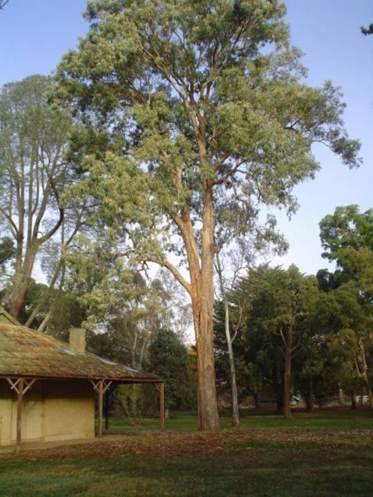T11456 Eucalyptus longifolia