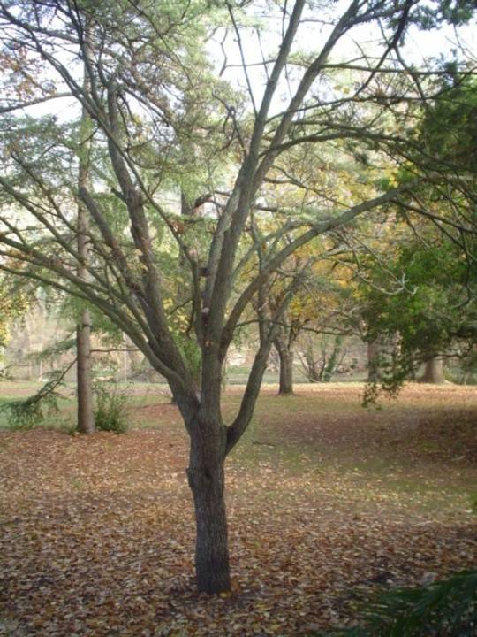 T11457 Ulmus minor 'sarniensis'