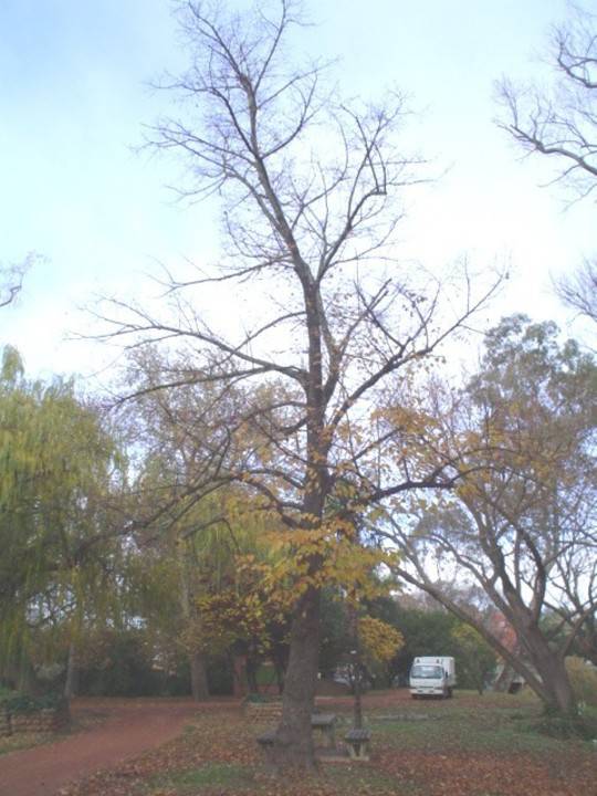T11461 Tilia platyphyllos 