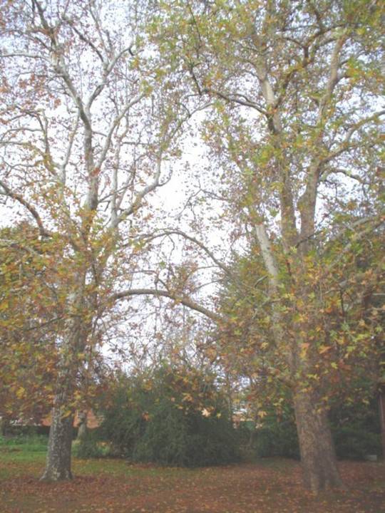 T11463 Platanus orientialis 