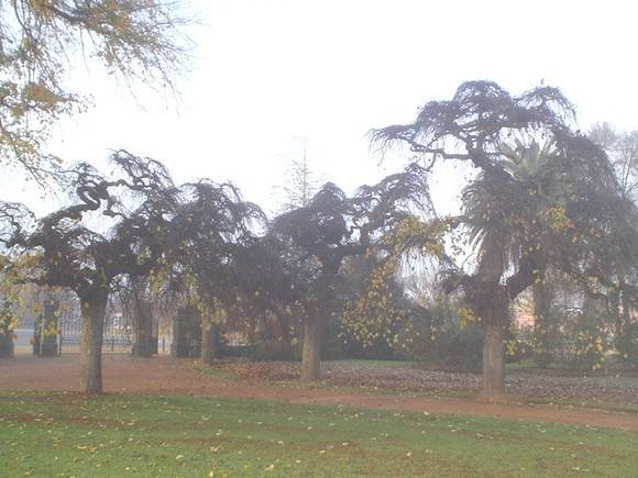 T11464 Ulmus glabra 'Camperdownii'