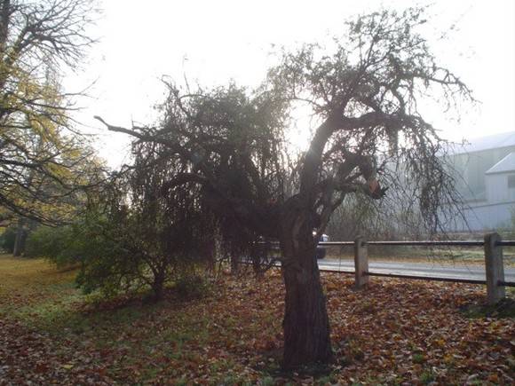 T11465 Acacia farnesiana 