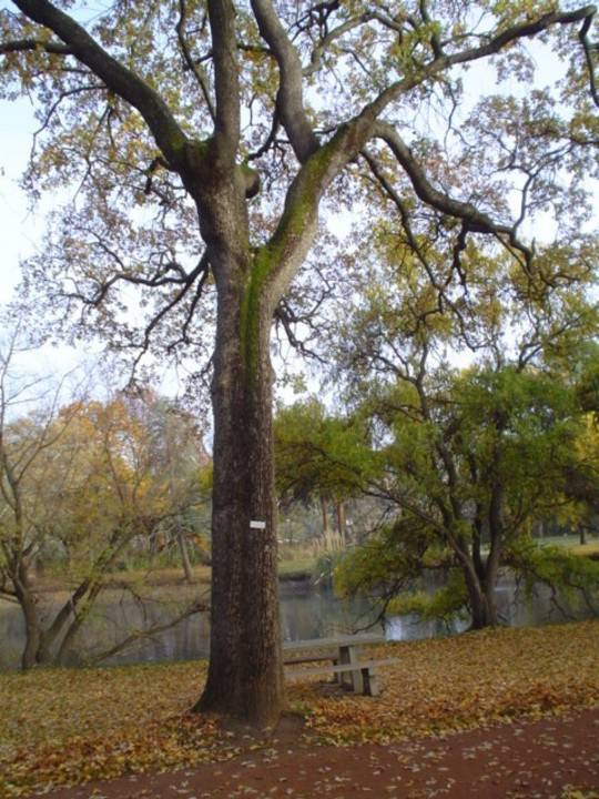T11468 Quercus macrocarpa var. oliviformis