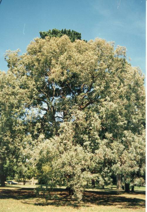 T11618 Eucalyptus bauerana