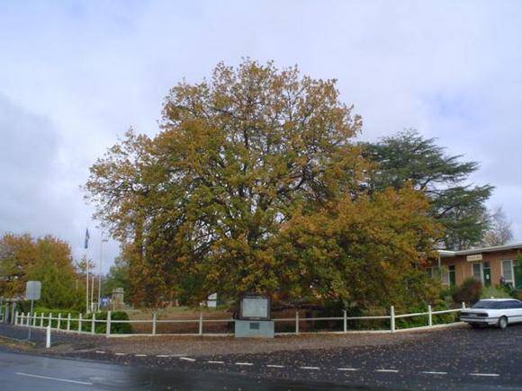 T11821 Quercus robur 