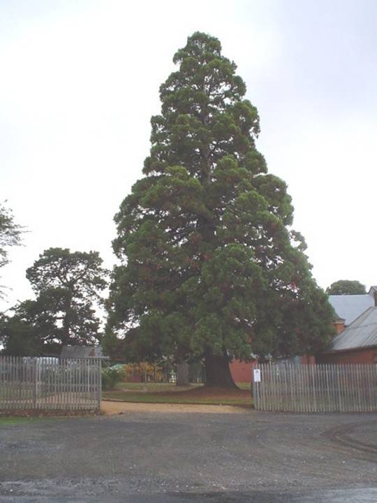 T11822 Sequoiadendron giganteum 