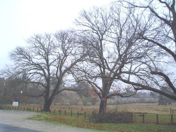 T11919 Quercus robur 