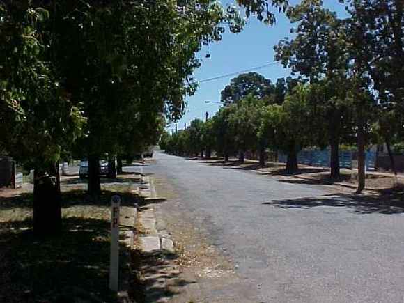 t12082 Brachychiton populenus