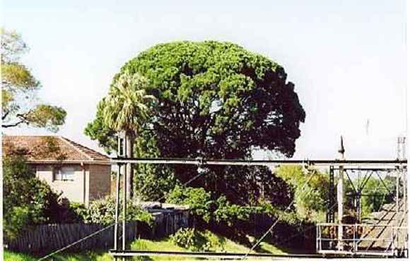 T12083 Pinus  picea