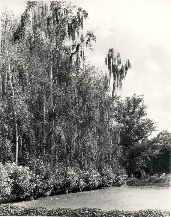 G13120 Bolobek Garden 